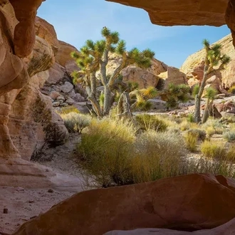 tourhub | Trafalgar | America's Great Desert National Parks End Phoenix 