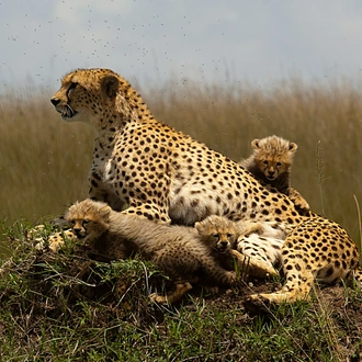 tourhub | Jossec Tours and Safaris | 3-Day/2-Night Maasai Mara Group Safari From Nairobi 