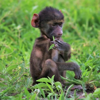 tourhub | Bundu Safaris Ltd | Liuwa - Exploring Zambia's Wilderness 