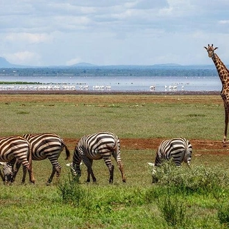 tourhub | Gracepatt Ecotours Kenya | 3 Days Ngorongoro Crater Wildlife Camping Safari  