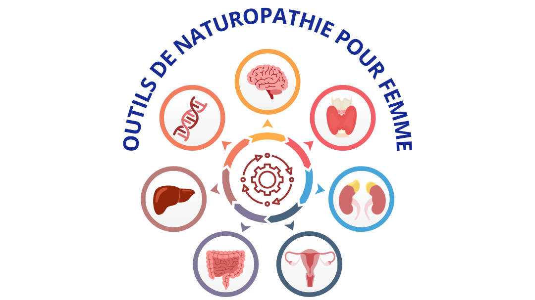 Représentation de la formation : Outils de naturopathie pour femme