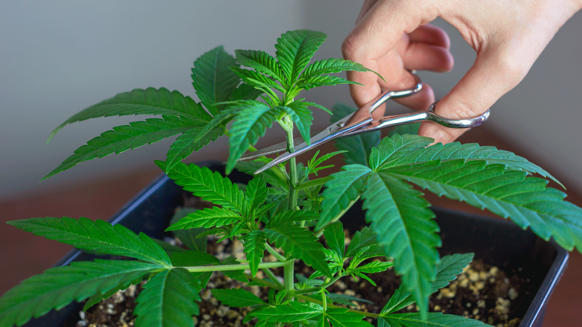 Topping Cannabis Plant