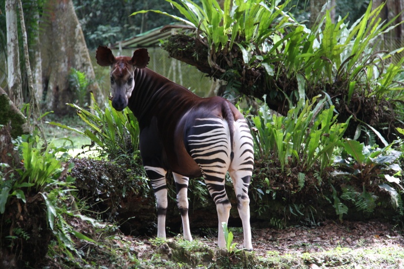 Okapi Epulu 214jpg