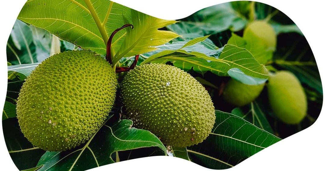 Tropical Fruit Hunting Tours