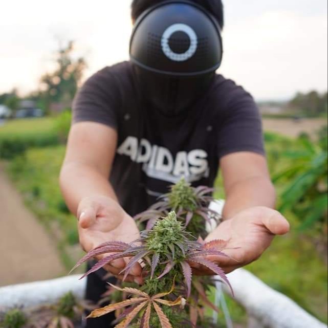 BongKok Cannabis Farm and Dispensary​ product image