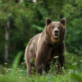 tourhub | Exodus Adventure Travels | Carpathian Walking & Bears 