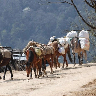 tourhub | Bhutan Acorn Tours & Travel | Bhutan Jomolhari Mountain Festival & Trekking Adventure 