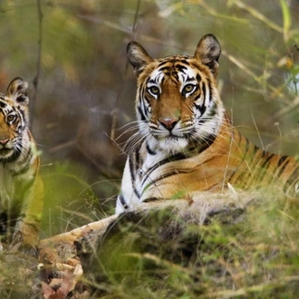 tourhub | Holidays At | India Tigers and Taj Tour 