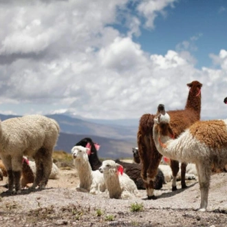 tourhub | Unu Raymi Tour Operator & Lodges | Explore South Peru: Backpacker Special 