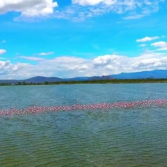 tourhub | Gracepatt Ecotours Kenya | 2 Days Lake Elementaita National park Safari 