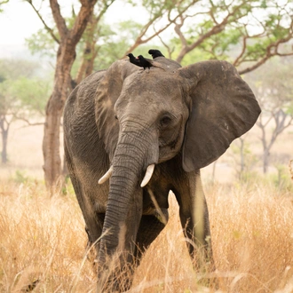 tourhub | Active Adventures | Serengeti Safari 2023 