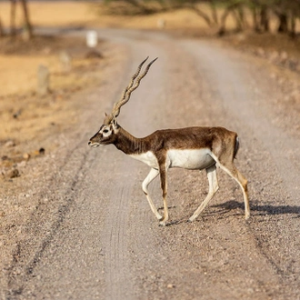 tourhub | Agora Voyages | Blackbuck Safari Expedition from Rajkot 