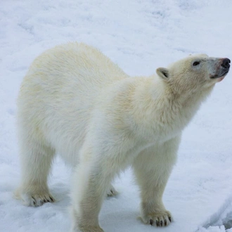 tourhub | Intrepid Travel | Northwest Passage: The Legendary Arctic Sea Route 