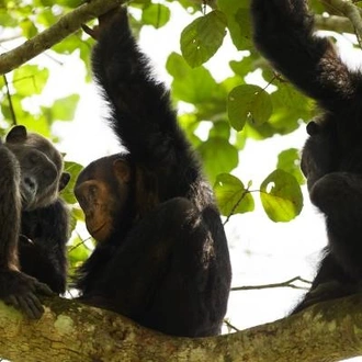 tourhub | On The Go Tours | Gorillas, Chimps & Nile River - 9 days 