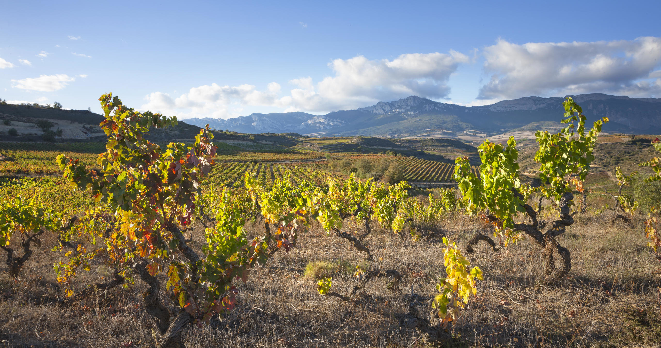 Tour de vinos Rioja: 2 Bodegas desde San Sebastián en Semi-Privado con Recogida - Alojamientos en San Sebastián