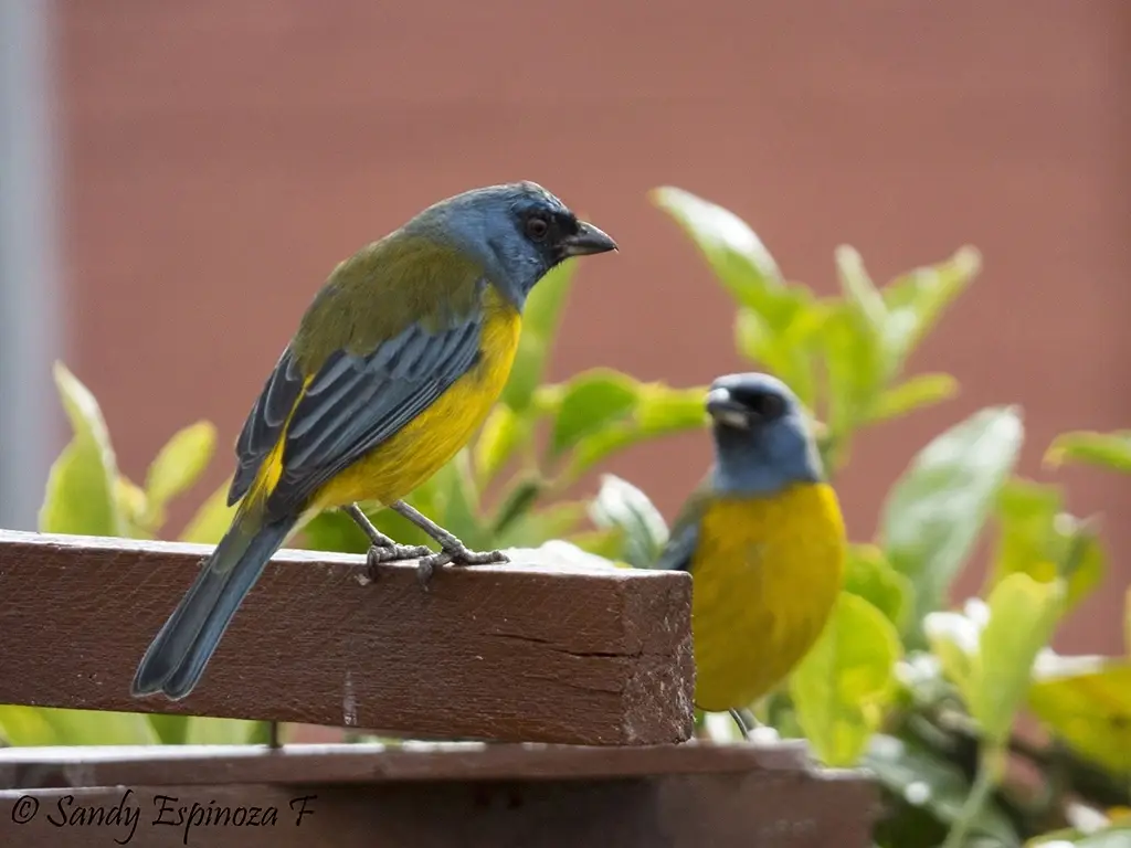 Dos pájaros de colores azul y amarillo