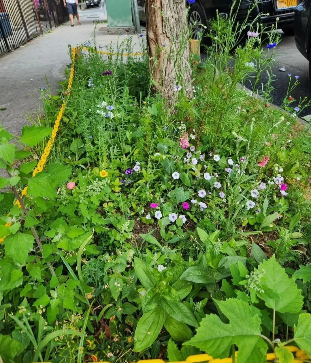Hardy plants for pollinators located inside of a New York City tree bed.