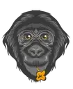 Logo of Friends of Bonobos