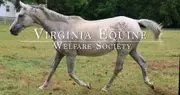 Logo de Virginia Equine Welfare Society (VEWS)