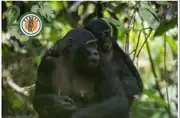Logo of Bonobo Conservation Initiative