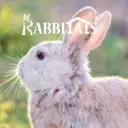 Logo of Rabbitats