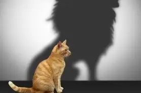 Un gato proyectando una sombra de león