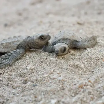 Two baby sea turtles that blend into the sand