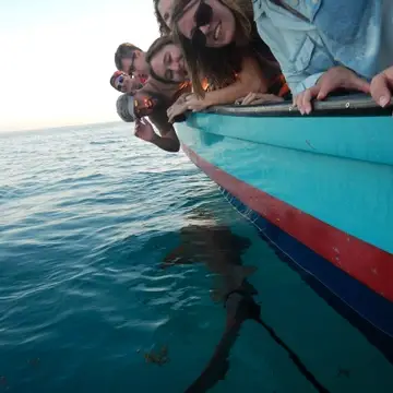 Graduate Students leaning over the side of a research vessel with a shark below the water's surface