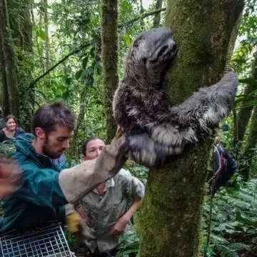 Sloth release