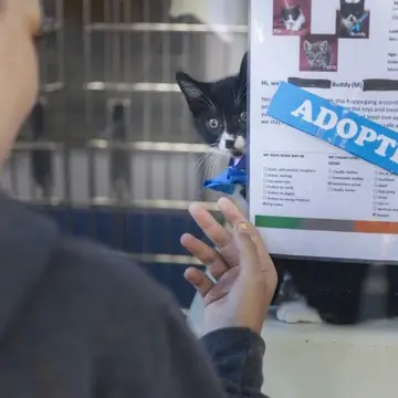 kitten looking through enclosure at visitor with adopted sign