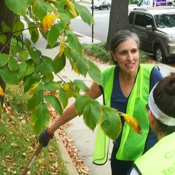 Tree care, DC Tree canopy, Urban Forestry Division, DDOT, Casey Trees