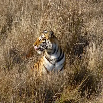 Tiger in long grass looks to the side