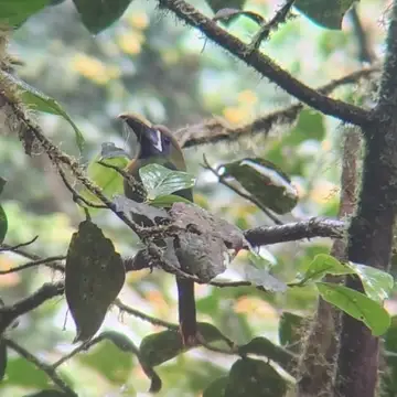 Toucan in Monteverde Cloud Forest