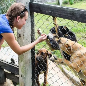 Volunteer caring for dogs - Animal Care project -Samaná