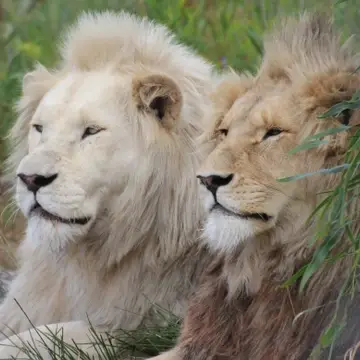 Lions in the wild
