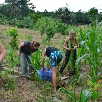 VOLUNTEERS WORKING ON THE FARM PROJECT.