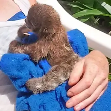 Raising a baby sloth