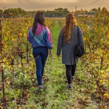 Back view of two women walking through a field of grapevines.