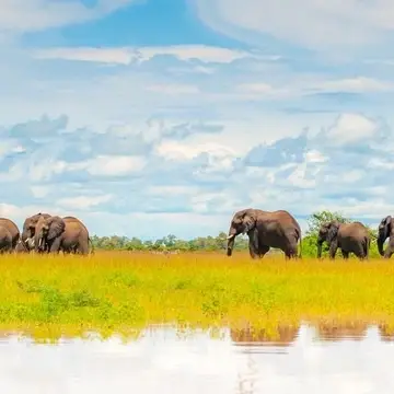 A herd of elephants in South Luawangwa, Zambia Africa