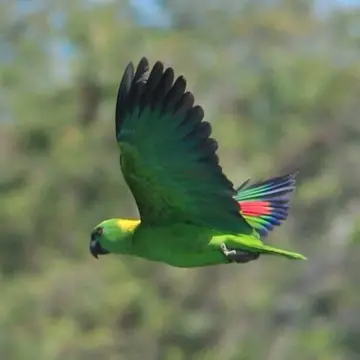 A yellow-naped amazon in flight