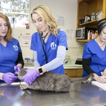 hospital team examines a cat