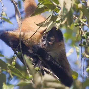 Spider monkey in a tree lifts a fruit to its mouth