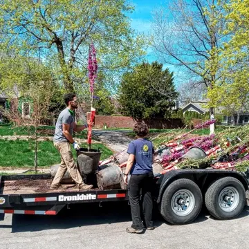 A man stands on a flatbed trailer, carrying a tree to another person on the ground. The trees have hot pink flowers. The people are wearing KIB T-shirts. The sky is very blue.