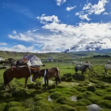 Horses and traditional Tibetan tent on lush green pasture with bright blue sky above and clouded mountains behind