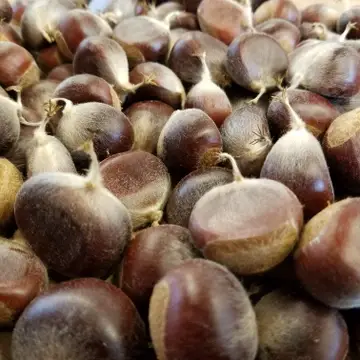Scores of chestnuts