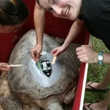 Researchers cementing a crittercam to the shell of a sea turtle