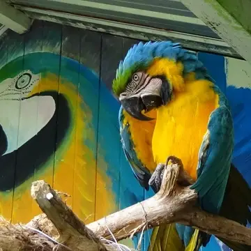 Malcolm the macaw