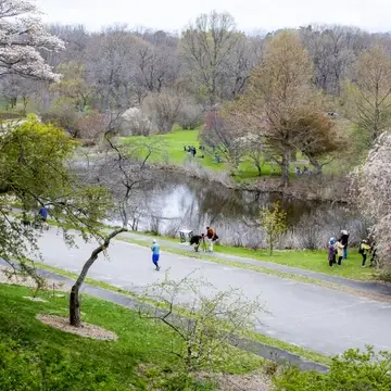 High view looking down on cherry trees in bloom, a pond, and people walking and enjoying the landscape.