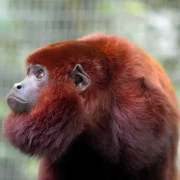 Merazonia sis the only centre in Ecuador succesfully rehabilitating red howler monkeys.