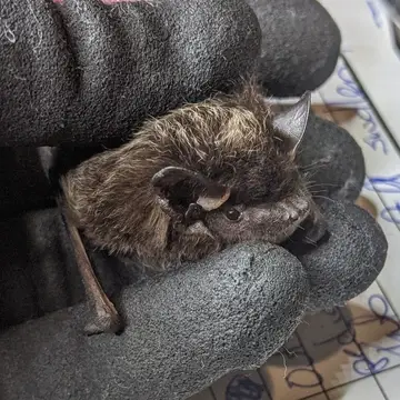 A silver hair bat in rehabilitation